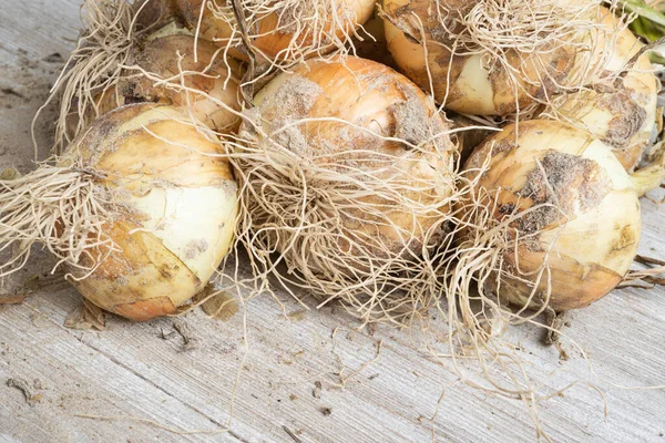 Makro Skott Med Grunt Djup Eller Selektivt Fokus Nyupptäckt Skörd — Stockfoto