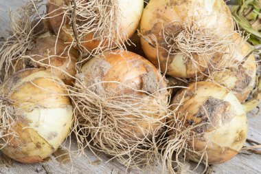 Sığ derinlikte makro çekim ya da taze topraktan yeni çıkarılmış beyaz soğan hasadı sapları, kökleri ve tahta paneldeki kumlu toprağın seçici odağı..