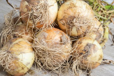 Sığ derinlikte makro çekim ya da taze topraktan yeni çıkarılmış beyaz soğan hasadı sapları, kökleri ve tahta paneldeki kumlu toprağın seçici odağı..