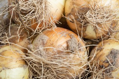 Sığ derinlikte makro çekim ya da taze topraktan yeni çıkarılmış beyaz soğan hasadı sapları, kökleri ve tahta paneldeki kumlu toprağın seçici odağı..