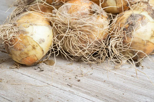 Macro Shot Shallow Depth Selective Focus Freshly Unearthed Harvest Sweet — Stock Photo, Image