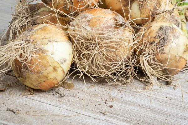 Macro Shot Shallow Depth Selective Focus Freshly Unearthed Harvest Sweet — Stock Photo, Image