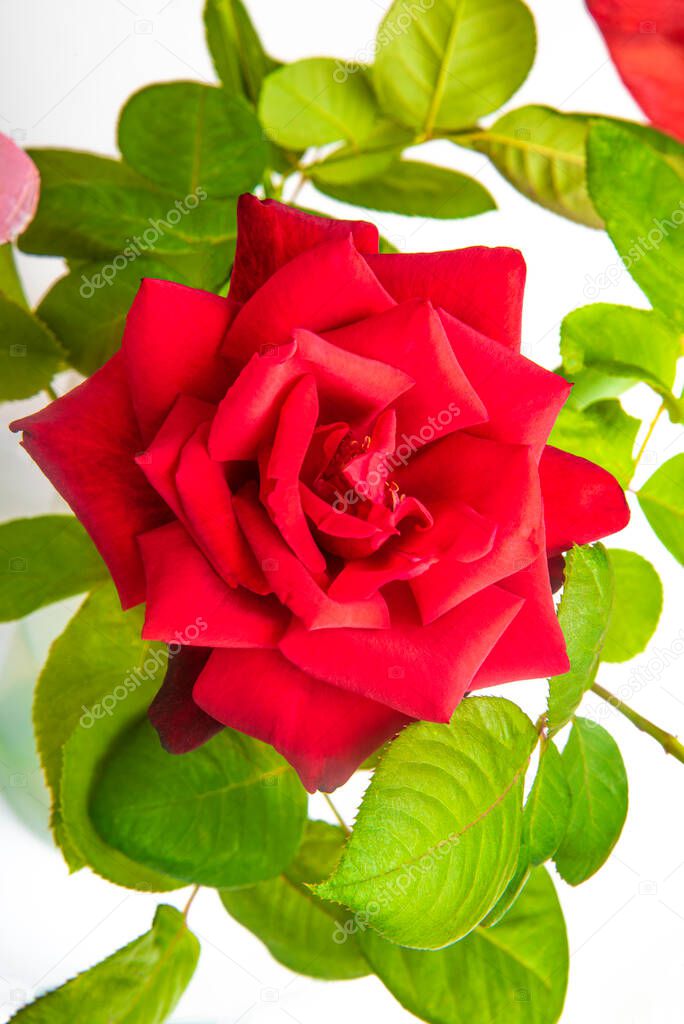 A close-up of single red rose with velvety petals in full bloom surrounded by green leaves.