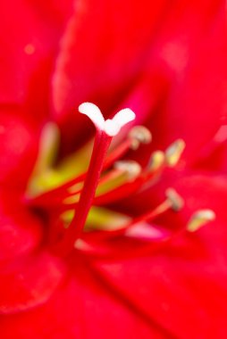 Çok sığ bir odak derinliği olan kırmızı bir Amaryllis çiçeğinin makro görüntüsü ya da aşırı yakın çekimi..