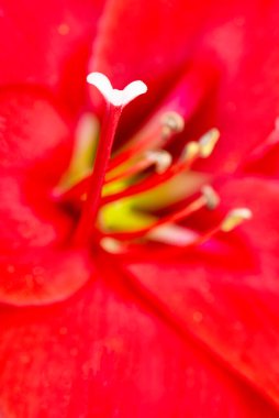 Çok sığ bir odak derinliği olan kırmızı bir Amaryllis çiçeğinin makro görüntüsü ya da aşırı yakın çekimi..