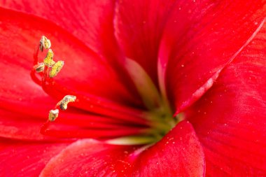 Çok sığ bir odak derinliği olan kırmızı bir Amaryllis çiçeğinin makro görüntüsü ya da aşırı yakın çekimi..