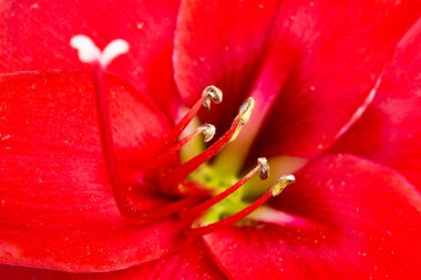Çok sığ bir odak derinliği olan kırmızı bir Amaryllis çiçeğinin makro görüntüsü ya da aşırı yakın çekimi..