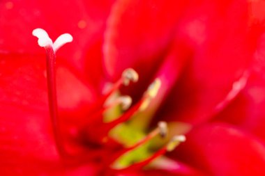 Çok sığ bir odak derinliği olan kırmızı bir Amaryllis çiçeğinin makro görüntüsü ya da aşırı yakın çekimi..