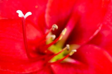 Çok sığ bir odak derinliği olan kırmızı bir Amaryllis çiçeğinin makro görüntüsü ya da aşırı yakın çekimi..