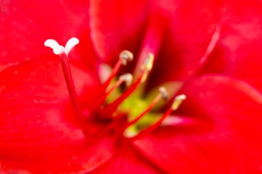 Çok sığ bir odak derinliği olan kırmızı bir Amaryllis çiçeğinin makro görüntüsü ya da aşırı yakın çekimi..