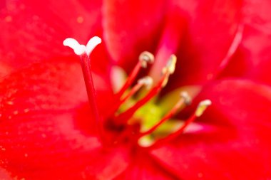 Çok sığ bir odak derinliği olan kırmızı bir Amaryllis çiçeğinin makro görüntüsü ya da aşırı yakın çekimi..