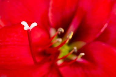 Çok sığ bir odak derinliği olan kırmızı bir Amaryllis çiçeğinin makro görüntüsü ya da aşırı yakın çekimi..