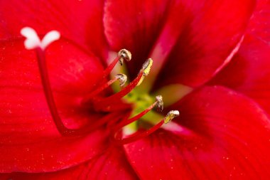 Çok sığ bir odak derinliği olan kırmızı bir Amaryllis çiçeğinin makro görüntüsü ya da aşırı yakın çekimi..