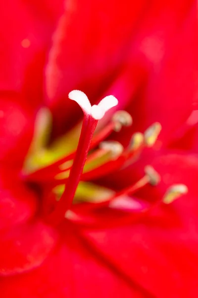 Una Macro Toma Primer Plano Extremo Una Flor Amarilis Roja — Foto de Stock