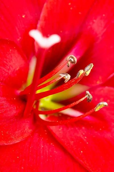 Makro Strzał Lub Ekstremalne Zbliżenie Czerwonego Kwiatu Amaryllis Pełnym Rozkwicie — Zdjęcie stockowe