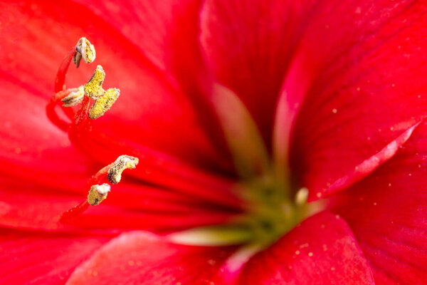 A macro shot or extreme close-up of a red amaryllis flower in full bloom with a very shallow depth of selective focus.