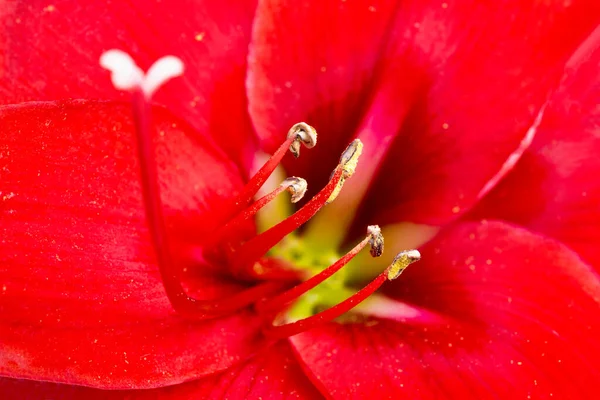 選択的焦点の非常に浅い深さで満開の赤いアマリリスの花のマクロショットまたは極端なクローズアップ — ストック写真