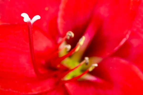 Macro Shot Extreme Close Red Amaryllis Flower Full Bloom Very — Stock Photo, Image