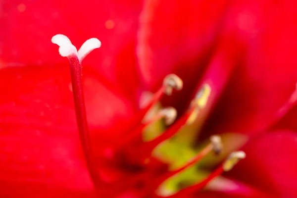 Makró Felvétel Vagy Extrém Közelkép Egy Vörös Amaryllis Virágról Teljes — Stock Fotó