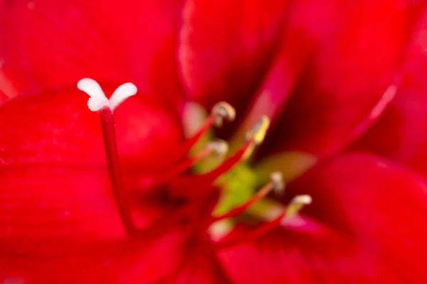 Una Macro Toma Primer Plano Extremo Una Flor Amarilis Roja — Foto de Stock