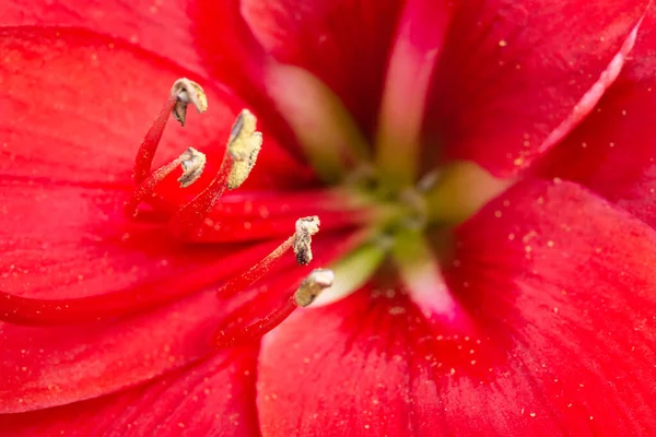 Makro Strzał Lub Ekstremalne Zbliżenie Czerwonego Kwiatu Amaryllis Pełnym Rozkwicie — Zdjęcie stockowe