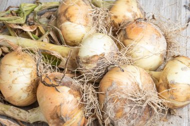 Sığ derinliğe sahip bir makro çekim ya da taze topraktan yeni çıkarılmış ağaç saplı, köklü ve kumlu topraklı beyaz soğan hasadının seçici odak noktası..