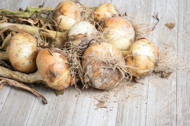 Sığ derinliğe sahip bir makro çekim ya da taze topraktan yeni çıkarılmış ağaç saplı, köklü ve kumlu topraklı beyaz soğan hasadının seçici odak noktası..