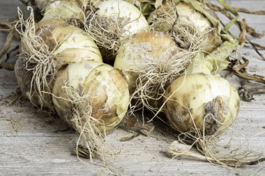 A macro shot with shallow depth or selective focus of freshly unearthed harvest of sweet white onions with stalks, roots, and sandy soil set on a wood panel. clipart