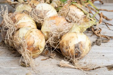 Sığ derinliğe sahip bir makro çekim ya da taze topraktan yeni çıkarılmış ağaç saplı, köklü ve kumlu topraklı beyaz soğan hasadının seçici odak noktası..