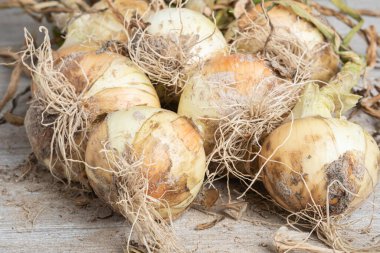 Sığ derinliğe sahip bir makro çekim ya da taze topraktan yeni çıkarılmış ağaç saplı, köklü ve kumlu topraklı beyaz soğan hasadının seçici odak noktası..