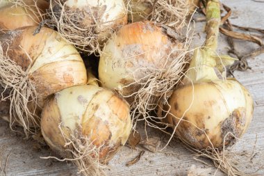 Sığ derinliğe sahip bir makro çekim ya da taze topraktan yeni çıkarılmış ağaç saplı, köklü ve kumlu topraklı beyaz soğan hasadının seçici odak noktası..