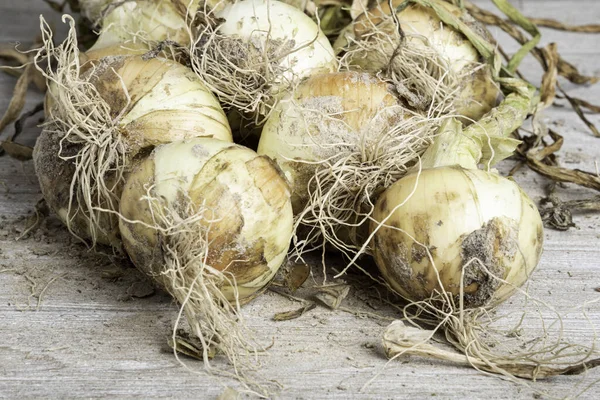 Macro Shot Shallow Depth Selective Focus Freshly Unearthed Harvest Sweet — Stock Photo, Image