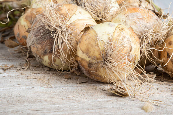 A macro shot with shallow depth or selective focus of freshly unearthed harvest of sweet white onions with stalks, roots, and sandy soil set on a wood panel.