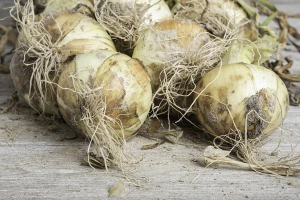 Macro Shot Shallow Depth Selective Focus Freshly Unearthed Harvest Sweet — Stock Photo, Image