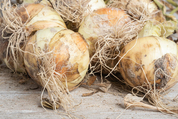 A macro shot with shallow depth or selective focus of freshly unearthed harvest of sweet white onions with stalks, roots, and sandy soil set on a wood panel.