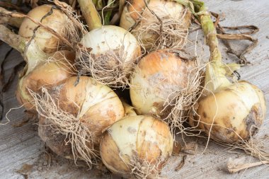 Sığ derinliğe sahip bir makro çekim ya da taze topraktan yeni çıkarılmış ağaç saplı, köklü ve kumlu topraklı beyaz soğan hasadının seçici odak noktası..