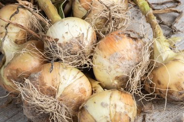Sığ derinliğe sahip bir makro çekim ya da taze topraktan yeni çıkarılmış ağaç saplı, köklü ve kumlu topraklı beyaz soğan hasadının seçici odak noktası..