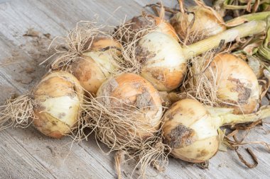 Sığ derinlikte makro çekim ya da ağaç paneline sap, kök ve kumlu toprak serpiştirilmiş tatlı beyaz soğan hasadının seçici odak noktası..