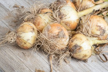 Sığ derinlikte makro çekim ya da ağaç paneline sap, kök ve kumlu toprak serpiştirilmiş tatlı beyaz soğan hasadının seçici odak noktası..