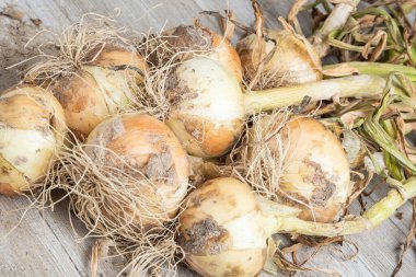 Sığ derinlikte makro çekim ya da ağaç paneline sap, kök ve kumlu toprak serpiştirilmiş tatlı beyaz soğan hasadının seçici odak noktası..