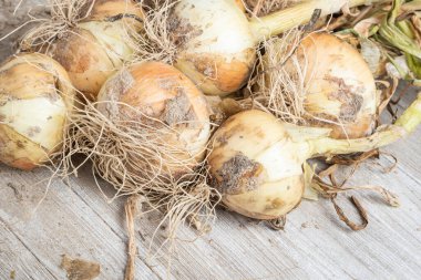 Sığ derinlikte makro çekim ya da ağaç paneline sap, kök ve kumlu toprak serpiştirilmiş tatlı beyaz soğan hasadının seçici odak noktası..