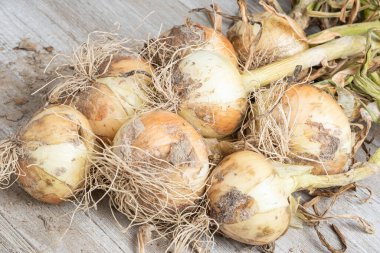 Sığ derinlikte makro çekim ya da ağaç paneline sap, kök ve kumlu toprak serpiştirilmiş tatlı beyaz soğan hasadının seçici odak noktası..