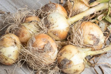 Sığ derinlikte makro çekim ya da ağaç paneline sap, kök ve kumlu toprak serpiştirilmiş tatlı beyaz soğan hasadının seçici odak noktası..