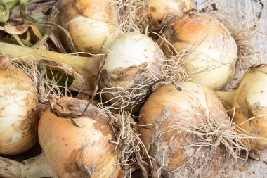 Sığ derinlikte makro çekim ya da ağaç paneline sap, kök ve kumlu toprak serpiştirilmiş tatlı beyaz soğan hasadının seçici odak noktası..