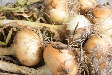 Sığ derinlikte makro çekim ya da ağaç paneline sap, kök ve kumlu toprak serpiştirilmiş tatlı beyaz soğan hasadının seçici odak noktası..