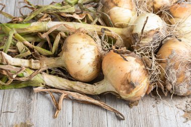Sığ derinlikte makro çekim ya da ağaç paneline sap, kök ve kumlu toprak serpiştirilmiş tatlı beyaz soğan hasadının seçici odak noktası..