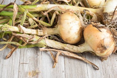 Sığ derinlikte makro çekim ya da ağaç paneline sap, kök ve kumlu toprak serpiştirilmiş tatlı beyaz soğan hasadının seçici odak noktası..