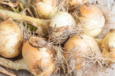 Sığ derinlikte makro çekim ya da ağaç paneline sap, kök ve kumlu toprak serpiştirilmiş tatlı beyaz soğan hasadının seçici odak noktası..