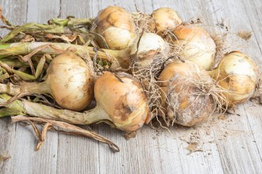 Sığ derinlikte makro çekim ya da ağaç paneline sap, kök ve kumlu toprak serpiştirilmiş tatlı beyaz soğan hasadının seçici odak noktası..