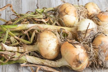 Sığ derinlikte makro çekim ya da ağaç paneline sap, kök ve kumlu toprak serpiştirilmiş tatlı beyaz soğan hasadının seçici odak noktası..